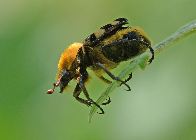 Trichius da identificare